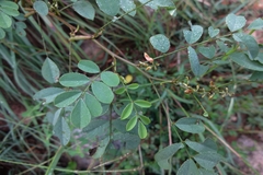Indigofera tinctoria